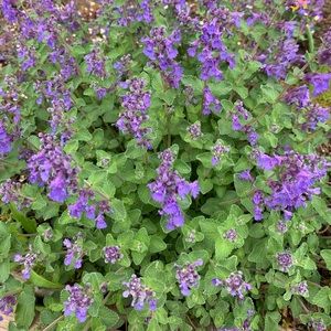 Meet your Posher, Annie